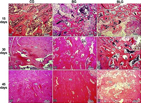 Representative Histological Sections Of The Experimental Groups Intact