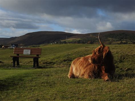 Highland Cow On Brora Golf Course Sandy Sutherland Flickr