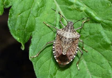 Comment se débarrasser des punaises de jardin Astuces