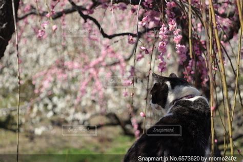 猫と桜の写真・画像素材 6573620 Snapmart（スナップマート）