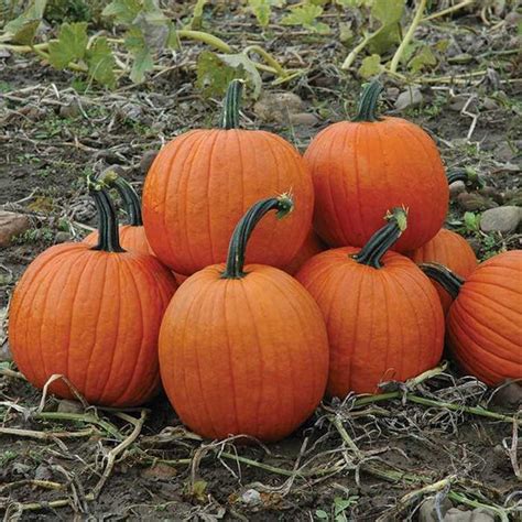 Howden Pumpkin Seeds Wildrose Heritage Seed Company