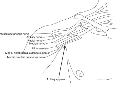 Medial Antebrachial Cutaneous Nerve Anatomy