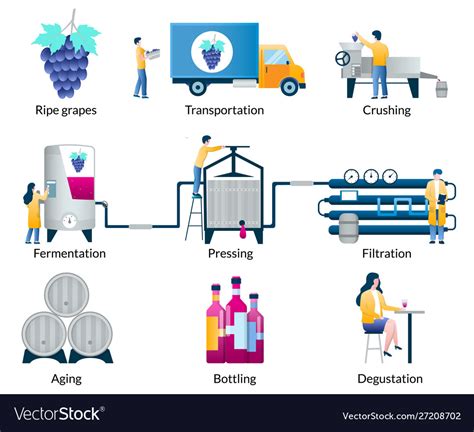 Stages wine making process isolated Royalty Free Vector