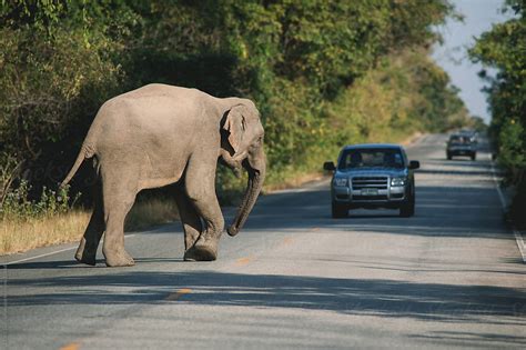 Elephant On The Road By Stocksy Contributor Chalit Saphaphak Stocksy