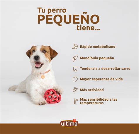 Si Tu Perro Pesa Menos De 10 Kilos Estos Son Los Cuidados Y Atenciones