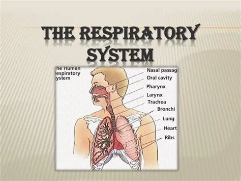 Ppt The Respiratory System Powerpoint Presentation Free Download