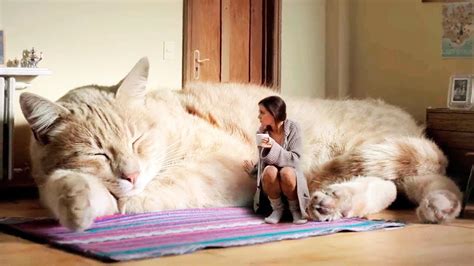 She Created The Biggest Cat In The World Youtube