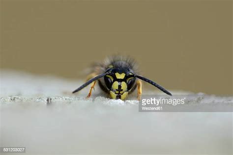 104 Common Wasp Uk Stock Photos, High-Res Pictures, and Images - Getty Images