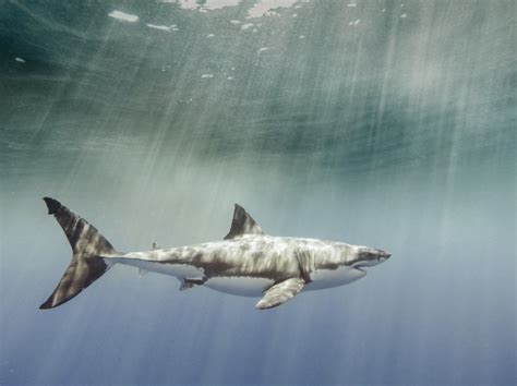 Links 6 11 2025 Naked Capitalism