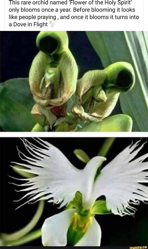 This Rare Orchid Named Flower Of The Holy Spirit Only Blooms Once A