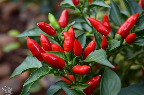 Premium AI Image | Brazilian pepper known as scented pepper ...