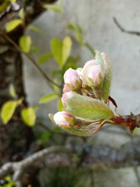 Appelboom Snoeien Wanneer Waarom En Hoe Moowy