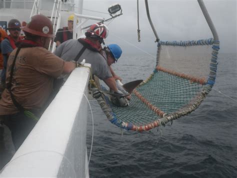 claspers – NOAA Teacher at Sea Blog