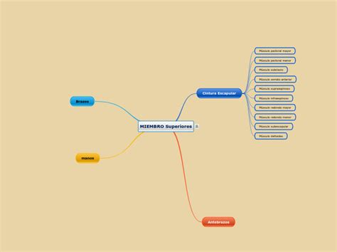 Huesos De Los Miembros Superiores Mind Map Hot Sex Picture