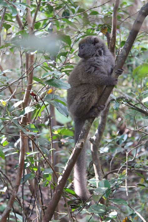 Bamboo Lemur Vakona Perinet Lemur Island Vakona Andasibe Flickr