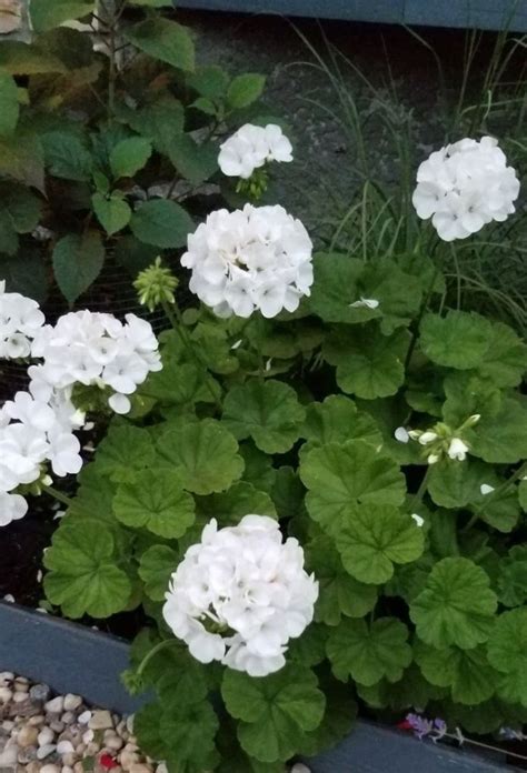 Geranium Varieties Flowers To Enliven Your Garden Landscape