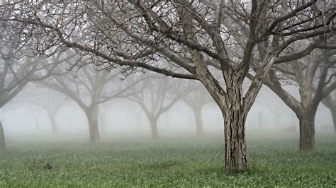 Papel De Parede Rvores Nu Latido Rachaduras N Voa Jardim Grama