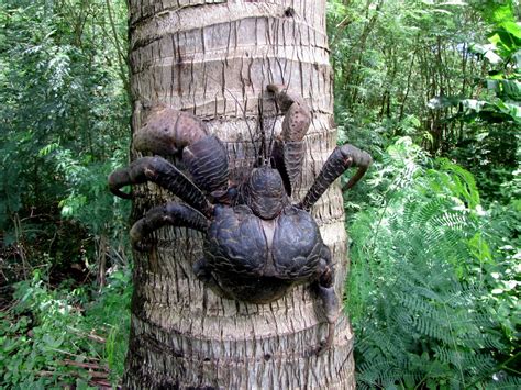 Photo Explanations: Coconut Crab