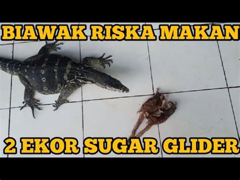 Dua Ekor Sugar Glider Di Makan Biawak Jumbo Youtube