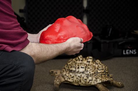 This Tortoise Will Have A Happier Life Thanks To Her New D Printed