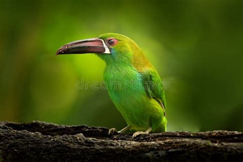 Kleines Tukan Blau Throated Toucanet Aulacorhynchus Prasinus Grüner