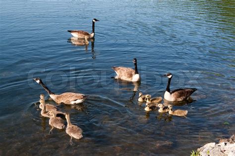 Kanadische G Nse Familie Stock Bild Colourbox