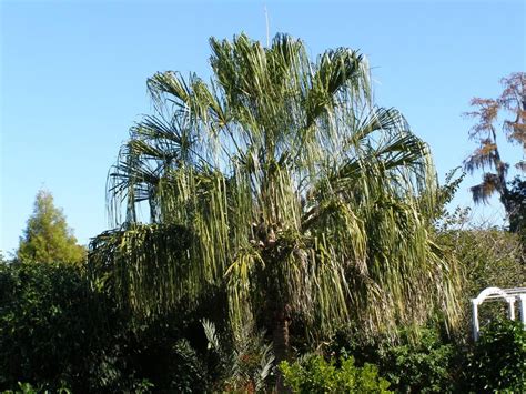 Photo Of The Entire Plant Of Ribbon Palm Livistona Decora Posted By