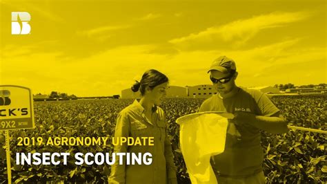 Insect Scouting Beck S Agronomy Update Youtube