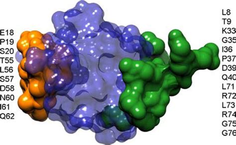 An example of a multiple-epitope antigen. The ten residues with color... | Download Scientific ...