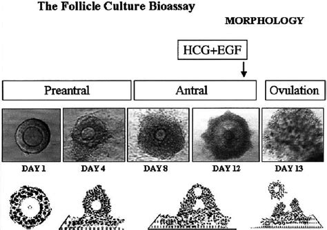 The Follicle Culture Bioassay Morphology Explanatory Scheme Showing