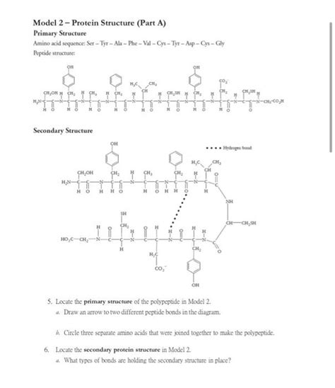 Primary Protein Structure