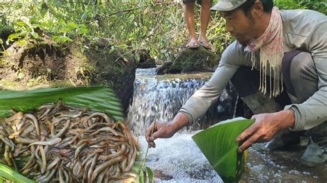 Create Record Through Traditional Fishing Method Tribal People Of