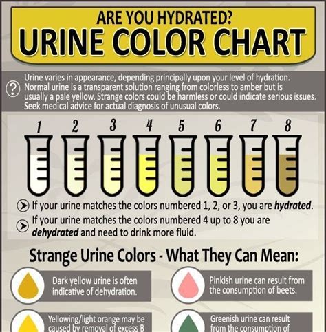 Urine Color Chart Test Tubes With Different Colors Of Urine Or Pee Urine Color Chart Test