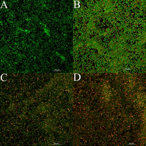 Clsm Image Of Live Dead Stained Mrsa Biofilm Grown On Cell Slide Green