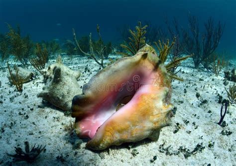 Conch Shell Underwater Stock Photo Image Of Conch Object 31899782