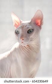 Naked Cat Breed Canadian Sphinx Sitting Stock Photo Shutterstock
