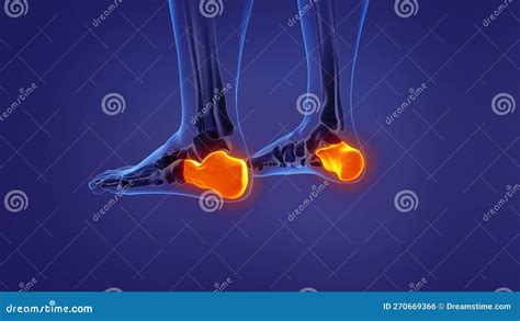 Anatomy Of The Human Calcaneus Stock Illustration Illustration Of