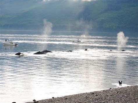 Icy Strait Point Whale Watching Tour Review – Cruise Maven