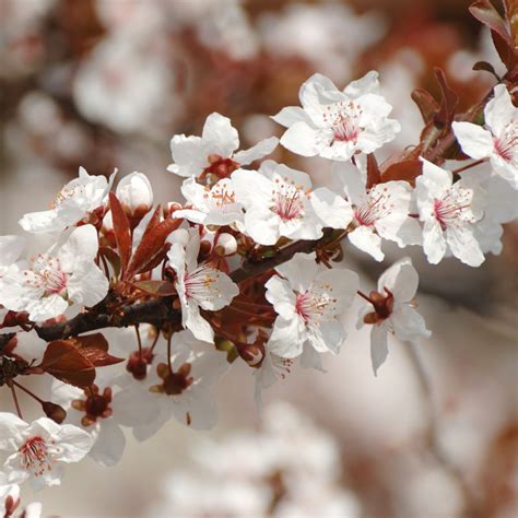 Moorpark Apricot Tree – Green Thumbs Garden