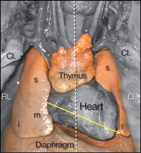 Obgyn Key Fastest Obstetric Gynecology And Pediatric Insight