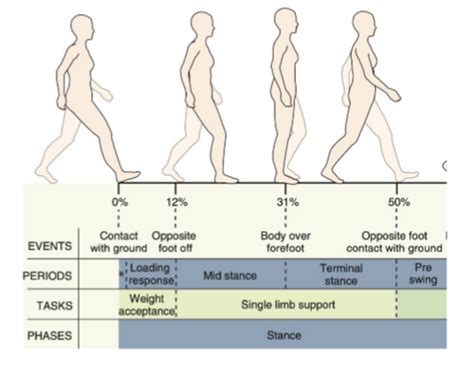 Gait Analysis Flashcards Quizlet