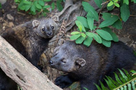 Tree Climbing Carnivores Called Fishers Are Back In Washingtons Forests