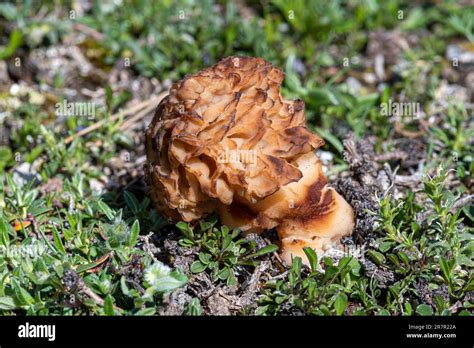 Morchella Los Verdaderos Morels Un Género De Hongos Comestibles Del