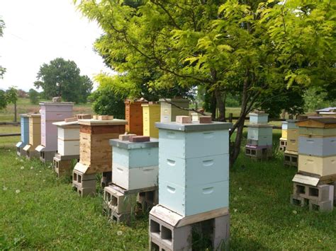 What is an Apiary, and Why Are 2 Hives Better Than 1?