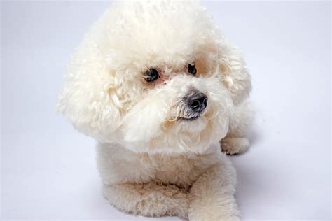 Bichon Frise Dog Breed: Info, Pictures, Traits & History – Dogster