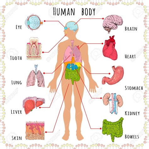 Anatomy Of Your Organs In Human Body