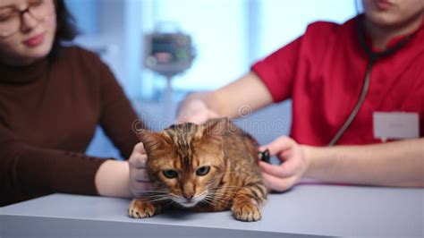 Caring Male Vet Examines Heart Of Purebred Bengal Cat Using Stethoscope