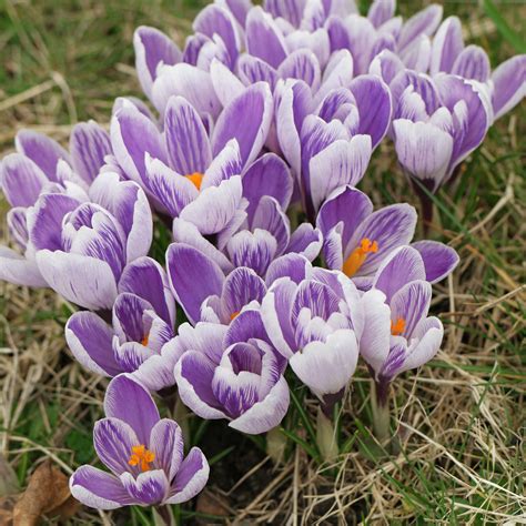 Crocus Vernus Pickwick