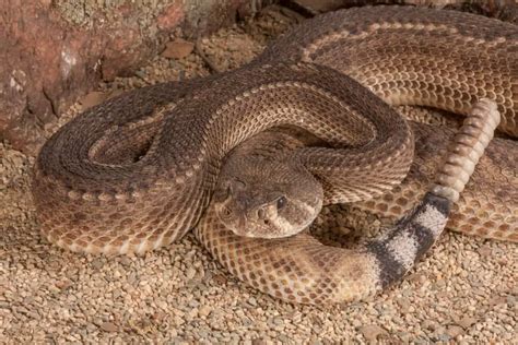 10 Different Types Of Rattlesnakes Naturenibble