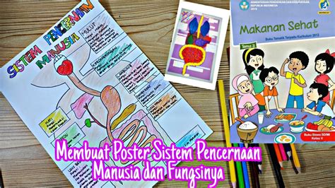 Membuat Poster Sistem Pencernaan Manusia Dan Fungsinya Tugas Kelas 5 SD